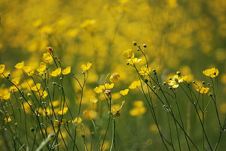 shallow focus photography with yellow petaled flowers thumbnail