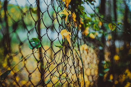 focus photo of yellow flower thumbnail