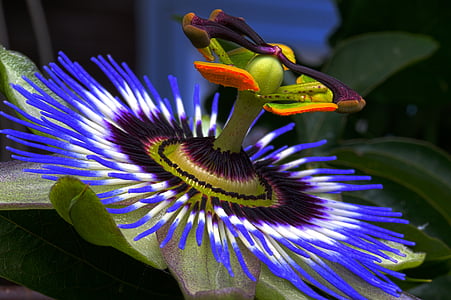 white, blue, and black passion vine thumbnail