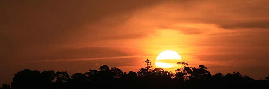 long-angle silhouette photography of trees over sunset thumbnail