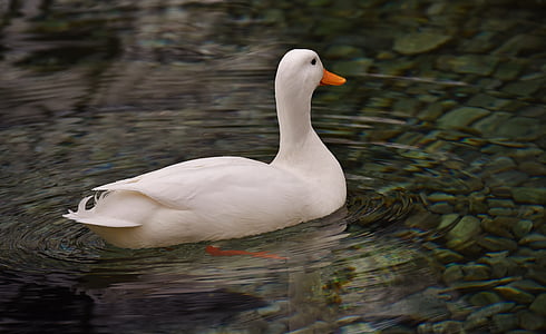 white duck in body of water thumbnail