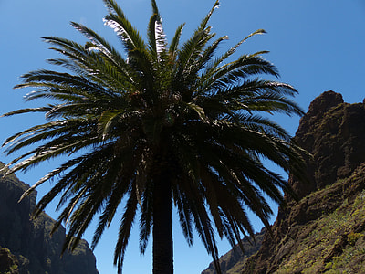 Palm, Canary Island Date Palm thumbnail