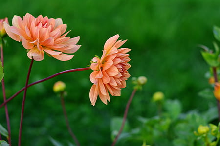 pink petaled flowers thumbnail
