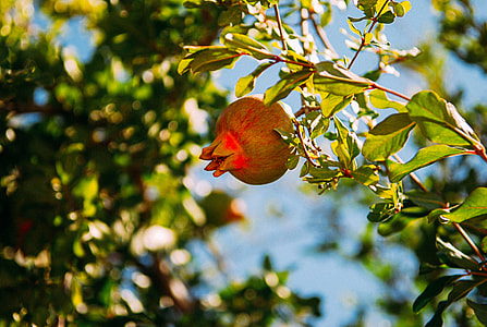 Pomegranate Fruit on Tree Branch thumbnail