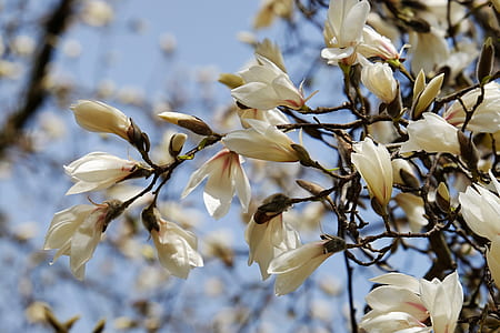 white Magnolia flowers in bloom at daytime thumbnail