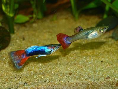 silver and blue guppy fish thumbnail