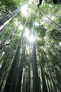 green bamboo trees at daytime thumbnail