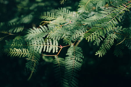 green leaf plant thumbnail