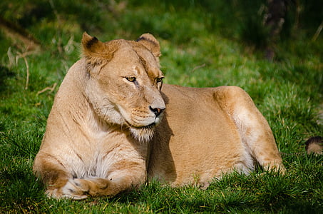 lioness lying on grass field thumbnail