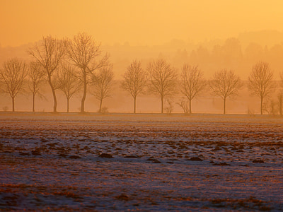 photo of bare trees during storm season thumbnail