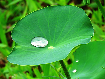 water drop on green leaf plants thumbnail