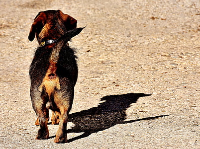 selective focus photography of short-coated black and tan puppy thumbnail