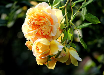 bloomed orange petaled flower \]during daytime thumbnail