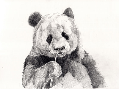 panda eating wood branch sketch thumbnail