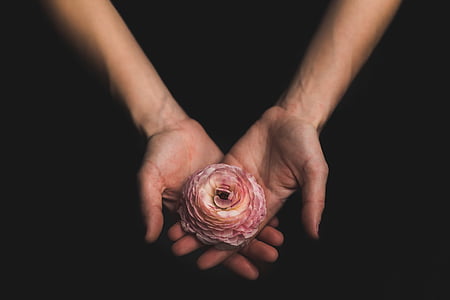 person holding pink carnation flower thumbnail