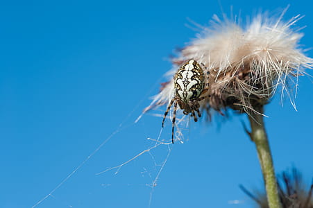 flower, outdoors, macro, cobweb thumbnail