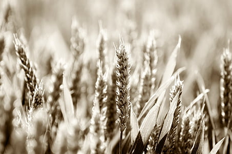 negative photography of wheat thumbnail