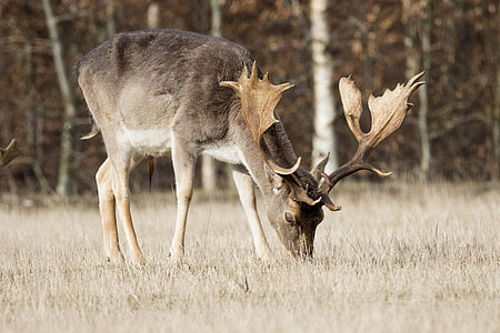 brown Deer thumbnail