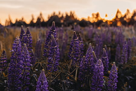 lavender field thumbnail