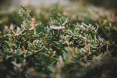 shallow focus lens photo of plant thumbnail