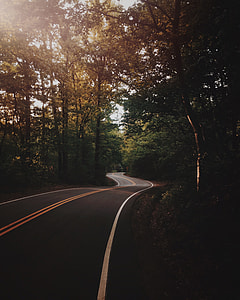 gray asphalt road on forest thumbnail