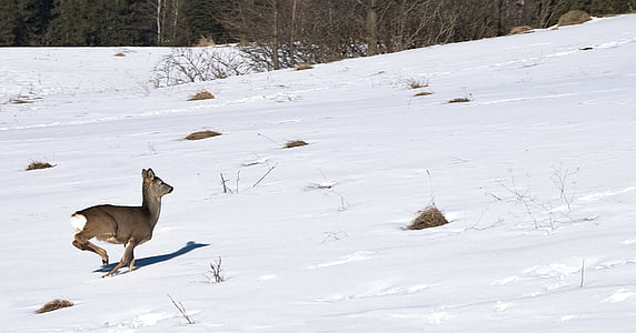 brown deer on snow covered terrain thumbnail