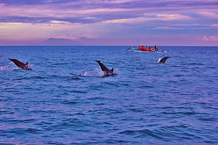 dolphins in body of water thumbnail