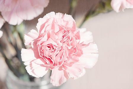 pink flower thumbnail
