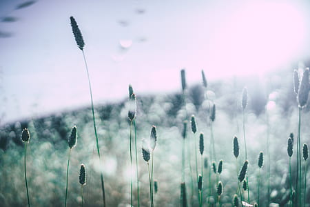 green grass field thumbnail