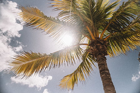 palm tree under clear sky during daytime thumbnail
