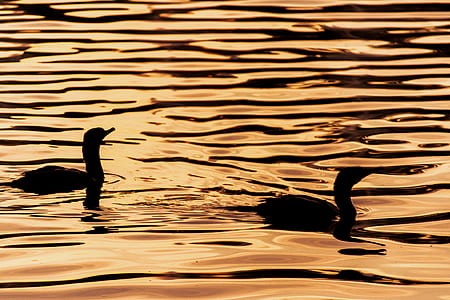 two ducks on body of water during golden hour thumbnail