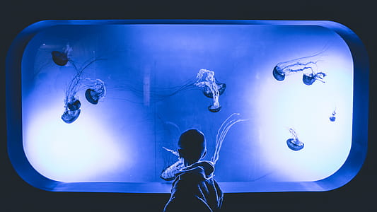 person starring at aquarium with jellyfishes thumbnail
