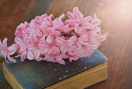 pink-and-white hyacinth flower on top of book thumbnail