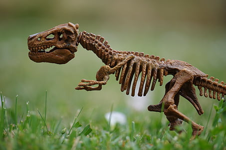 selective focus photography of t-rex skeleton toy thumbnail