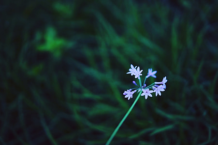 shallow focus photography of purple flower thumbnail
