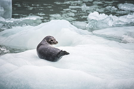 photo of black seal on ice at daytime thumbnail