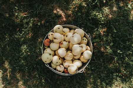 photo of round white fruits in white metal bucket thumbnail