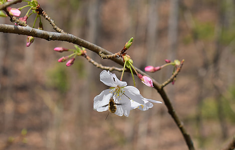 Wild Cherry Blossoms With Bee thumbnail