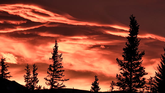 silhouette of pine trees thumbnail