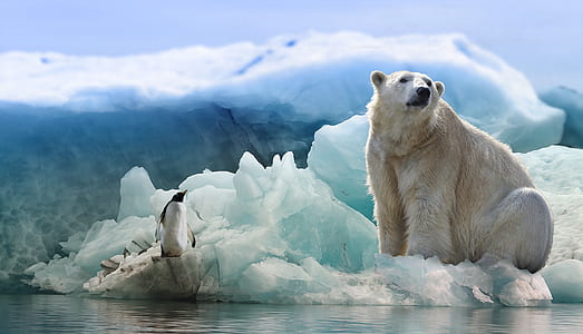 white bear near white and black dolphin thumbnail