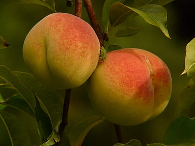 two peaches thumbnail