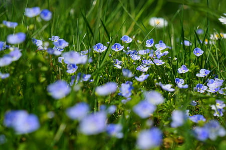 blue and white petaled flower thumbnail