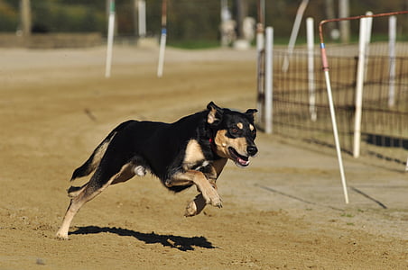 adult black and tan lapponian herder thumbnail