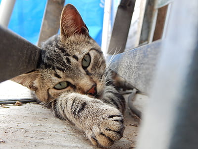 brown tabby cat thumbnail