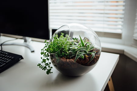 clear glass terrarium on white wooden table thumbnail