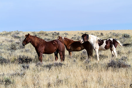 three brown and white horses standing on brown grass at daytime thumbnail