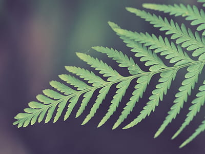 shallow focus photography of leaf thumbnail