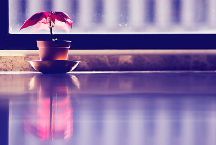 red poinsettias potted plant on brown surface thumbnail