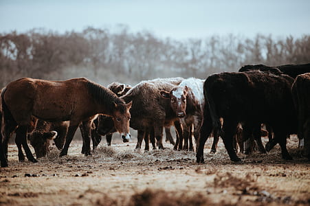 brown horse standing on brown soil thumbnail