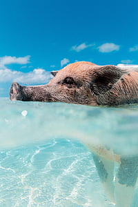 swimming gray and brown pig during daytime thumbnail